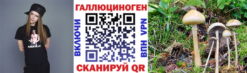 Галлюциногенные грибы Psilocybine cubensis  Муравленко 